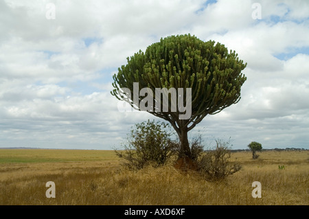 Euphorbia Kandelaber Kandelaber Baum Tarangire Nationalpark Tansania Stockfoto