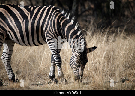 Ebenen Zebra Essen Stockfoto