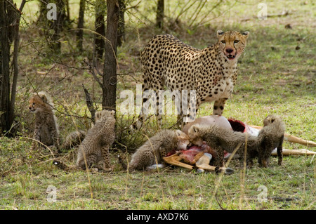 Gepard mit sechs jungen Fütterung auf Impala nördliche Serengeti Tansania Acinonyx jubatus Stockfoto