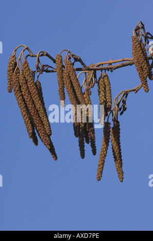 Erle Kätzchen, Alnus Glutinosa, im Wind vor blauem Himmel, männlichen Kätzchen. Stockfoto