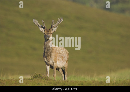 Rotwild-Hirsch auf Moorland, in den Cairngorms National Park. Stockfoto