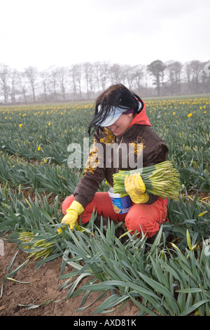 Gewerblicher Narzissenpflücker. Ausländische Migrantin beim Pflücken von Narzissen und Ernten von Narzissen Scottish Farm, Montrose Basin, Aberdeenshire, Schottland Großbritannien Stockfoto