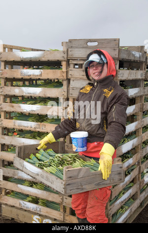 Kommerzielle Narzisse Glühlampe Picker, immigrant Arbeiterin Kommissionierung und Ernte blüht an schottischen Bauernhof, Montrose Becken, Aberdeenshire, Schottland Großbritannien Stockfoto