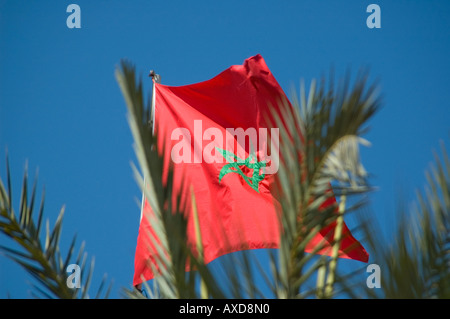 Horizontale Nahaufnahme von leuchtend roten Staatsflagge Marokko hinter den Ästen einer Palme vor blauem Himmel Stockfoto