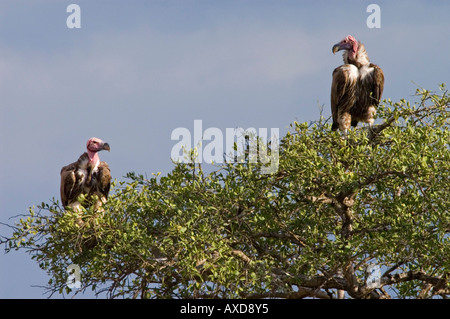 Ohrengeier konfrontiert Geier in einem Baum nördliche Serengeti Tansania Torgos t tracheliotis Stockfoto