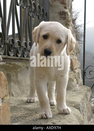 junger Labrador Hund Welpe Stockfoto