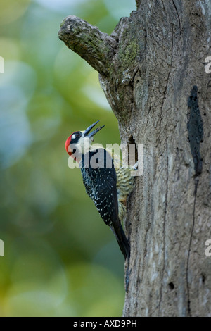 Schwarz-cheeked Spechte Melanerpes Pucherani auf Baum Stockfoto