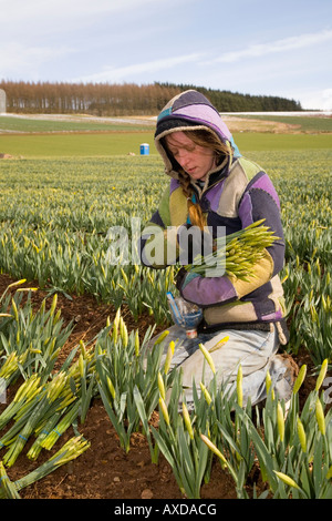 Narzisse, die wachsende  Fields der kommerziell angebauten landwirtschaftlich genutzten Narzissen in Morayshire, Nordost-Schottland, Vereinigtes Königreich Stockfoto