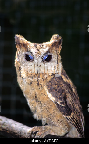 Rotflügel Eule Zwergohreule (Otus Lettia) Stockfoto