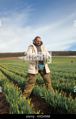 Kommerzielle Blumen; migrantische Daffodil Pflücker, Ernte und Ernte Frühjahr Daffodil blüht in schottischen Bauernhof Feld Montrose Basin, Aberdeenshire, Großbritannien Stockfoto