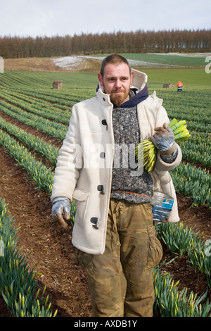 Kommerzielle Blumen; migrantische Daffodil Pflücker, Ernte und Ernte Frühjahr Daffodil blüht in schottischen Bauernhof Feld Montrose Basin, Aberdeenshire, Großbritannien Stockfoto