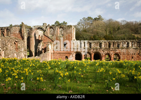 Frühling-Narzissen umgeben die Ruinen der Abtei Furness Stockfoto