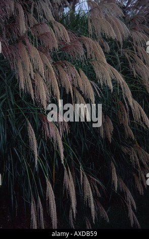 Pampas Grass Kew Gardens Surrey, UK Stockfoto