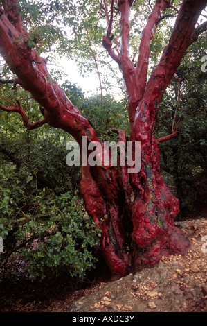 Israel, ein Ost-Zypern/Grecian Erdbeerbaum (Arbutus Andrachne) scheint im Regen. Stockfoto