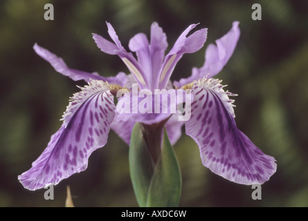 Iris Tectorum (Dach-Iris) Stockfoto