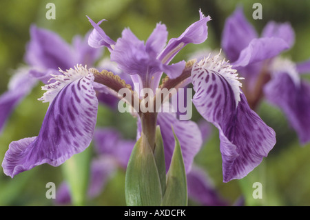 Iris Tectorum (Dach-Iris) Stockfoto