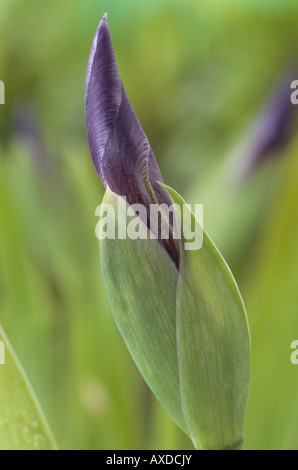 Iris Tectorum (Dach Iris) Blütenknospe. Stockfoto