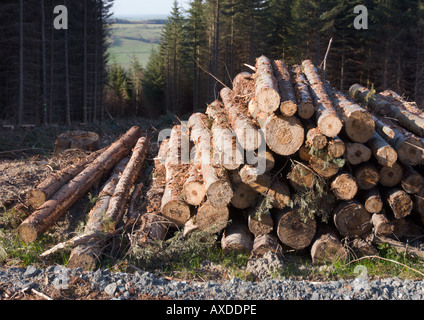 Forstarbeiten und Holzfällung in Powys Stockfoto