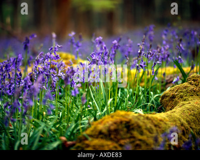 Glockenblumen in Micheldever Woods in der Nähe von Winchester, Hampshire, England. Stockfoto