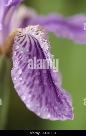 Iris Tectorum (Dach Iris) Nahaufnahme der Blüte. Stockfoto