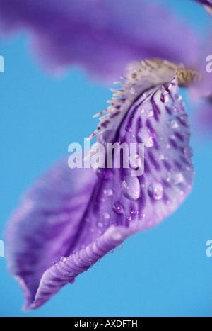 Iris Tectorum (Dach Iris) Nahaufnahme der Blüte. Stockfoto