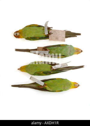 Ausgestorbener Vogel, Conuropsis Carolinensis, Carolina Parakeet, Yale Peabody Museum Sammlung Stockfoto