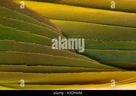 Ausgestorbener Vogel Conuropsis Carolinensis Carolina Parakeet Yale Peabody Museum Sammlung Stockfoto