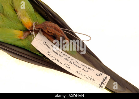 Ausgestorbener Vogel, Conuropsis Carolinensis, Carolina Parakeet, Yale Peabody Museum Sammlung Stockfoto