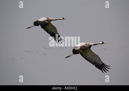 Kraniche Stockfoto