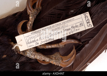 Ausgestorbener Vogel, Campephilus Imperialis, Imperial Specht, YPM 58534, Yale Peabody Museum Sammlung Stockfoto