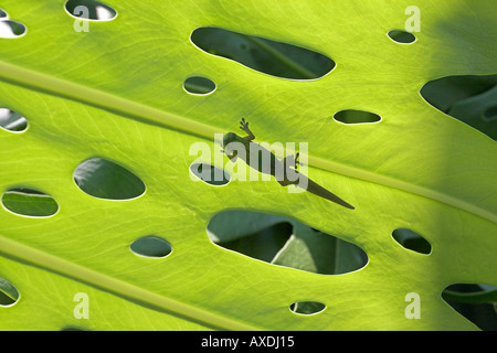 Löcher und Gecko nachschlagen Stockfoto