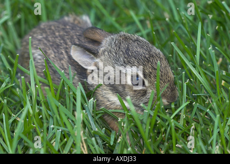 Baby Bunny in the Grass (3) ein Neugeborenen Kaninchen umgeben grüne Grashalme Stockfoto