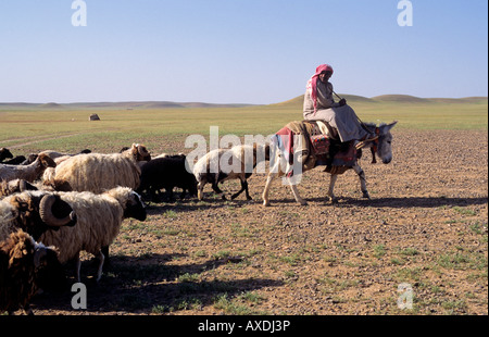 Beduinenhirte in Syrien reitet auf einem Esel einen Seitensattel, um seine Schafherde durch die leeren Wüsten der syrischen Wüste in Syrien zu führen Stockfoto