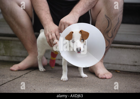 Liebenswert traurige Welpe mit gebrochenem Bein und Kragen, um zu verhindern, dass den Hund beißt die Besetzung mit Besitzer Stockfoto