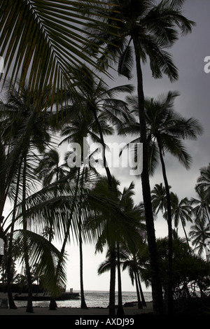 Ein ruhigen Palmenhain Silhouette gegen einen nebligen weiße und graue Himmel Ort der Zuflucht Pu Uhonua O Honaunau Big Island Hawaii USA Stockfoto