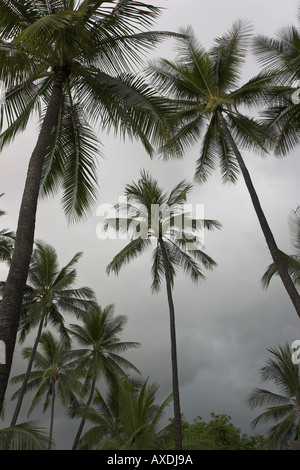 Eine ruhige palm Grove gegen eine neblige weiße und graue Himmel Ort der Zuflucht Pu Uhonua O Honaunau Big Island Hawaii USA Stockfoto
