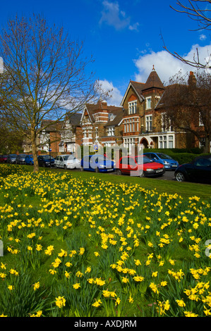 Narzissen in der frühen Blüte am Ealing Common W5 London Vereinigtes Königreich Stockfoto