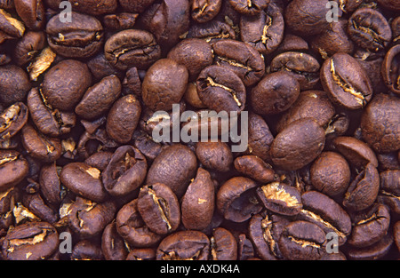 Kenianischer Kaffeebohnen hautnah Stockfoto