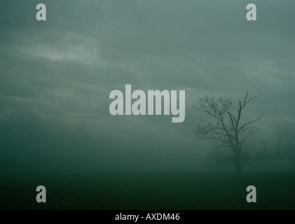 Wolken aus einem späteren Wintersturm verdunkeln den Himmel, wie ein einsamer Baum aus dem Nebel auftaucht. Stockfoto