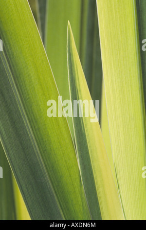 Iris pseudacorus 'Variegata' (Gelbe Flagge) Nahaufnahme der grünen und hellgelben varigierten Blätter der Pflanze. Iris der Serie Laevigatae Stockfoto