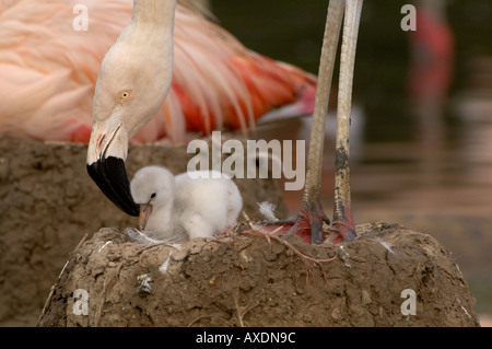 Chilenische Flamingo Phoenicopterus Chilensis Erwachsenen mit kleinen Küken Stockfoto