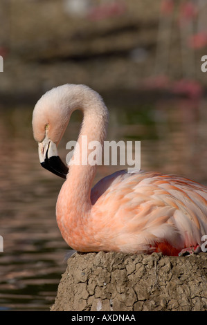 Chilenische Flamingo Phoenicopterus Chilensis Erwachsenen am nest Stockfoto