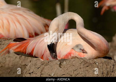 Chilenische Flamingo Phoenicopterus Chilensis Erwachsenen mit Küken im nest Stockfoto