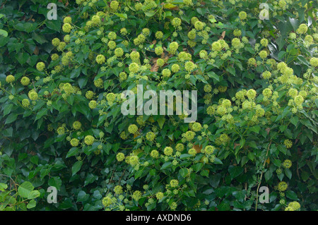 Gemeinsamen Ivy Hedera Helix In Blume Bilder aus dem Monat in England Stockfoto