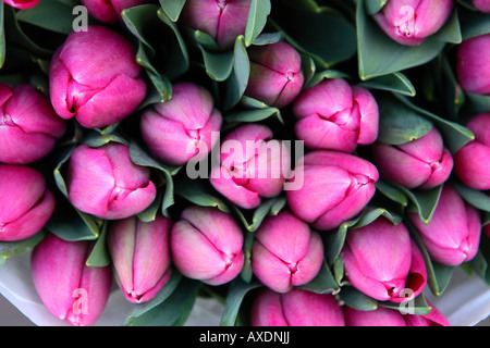 Handvoll frische rosa lila geschnittene Tulpe Blume Stockfoto