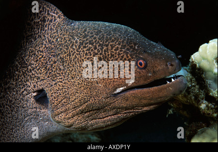 Kopf eines braunen Riesen-Moray-Aals (Gymnothorax javanicus), der im Meer schwimmt. Stockfoto