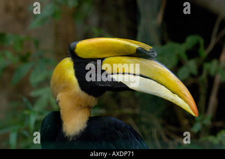 Großes Hornbill Buceros bicornis Stockfoto