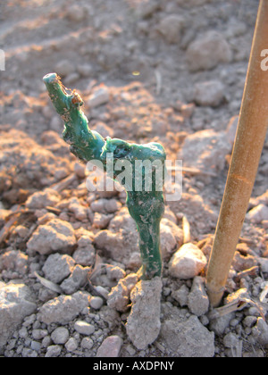 Jungpflanze Wein merlot Stockfoto