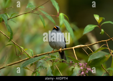 Black-faced Solitaire Myadestes Melanops thront in Baum Stockfoto