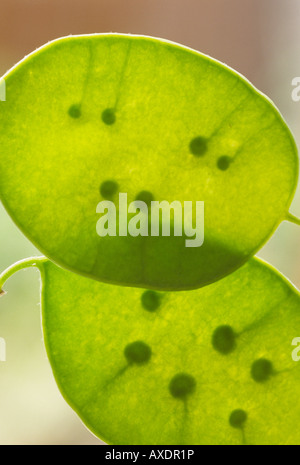 LUNARIA Annua var. Albiflora 'Alba Variegata' (Ehrlichkeit, Satin Blume) Samen Hülsen von hinten angestrahlt. Stockfoto